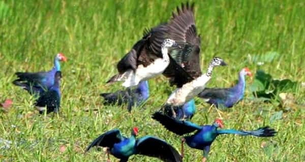 Siem Reap: Prek Toal Tonle Sap Biosphere Reserve Tour - Prek Toal and Tonlé Sap: Why This Bird Sanctuary Matters