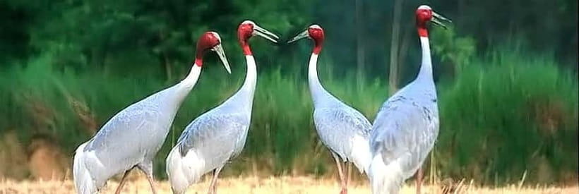 Siem Reap: Prek Toal Tonle Sap Biosphere Reserve Tour - Crossing to Prek Toal: Expect a Real Bird-Watching Focus