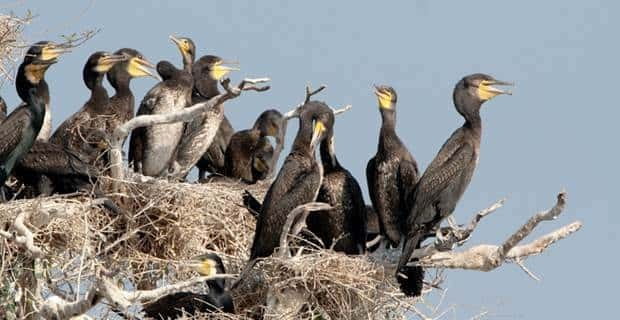 Siem Reap: Prek Toal Tonle Sap Biosphere Reserve Tour - Birds You Might See: Don’t Chase a Checklist, Watch the Behavior