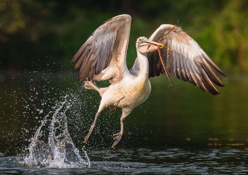Siem Reap: Prek Toal Tonle Sap Biosphere Reserve Tour - Price and Value: Is $219 Worth It?