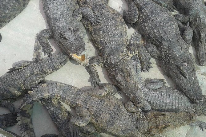 War Museum, Killing Field and Floating village ( Chong Kneas) Tour - Wat Thmey Killing Fields: what you’re visiting and how to handle it